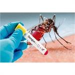 No Reported Cases of Dengue Fever or Infected Aedes Mosquitoes in Kermanshah